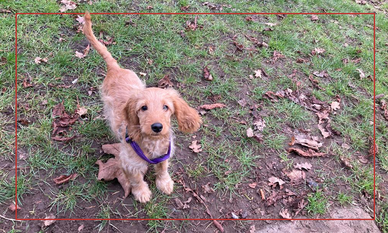 Stella the Russen & Hill dog after her walk around the Longwater Lane Park in Costessey.