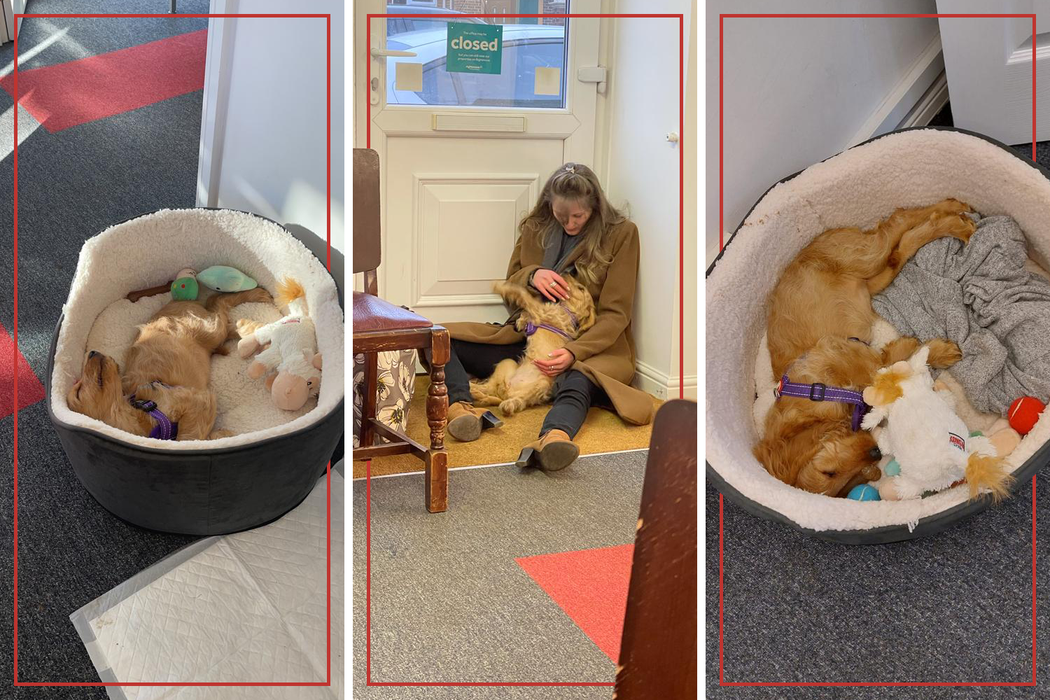 Three portrait images of Stella the Russen & Hill dog owned by Director Stephen Russen