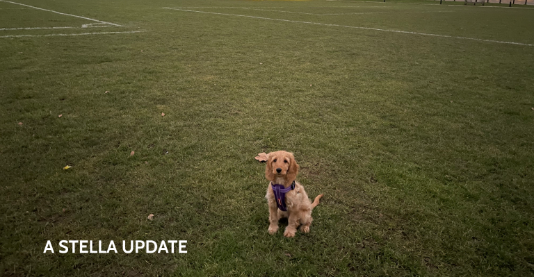Blog post header for 'A Stella Update' about Stella the dog